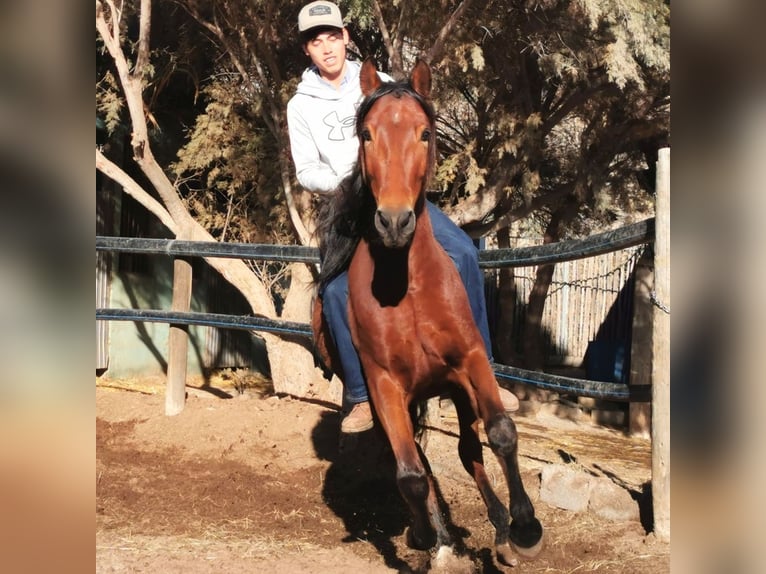 Andaluces Caballo castrado 4 años 155 cm Castaño in Adra Almeria