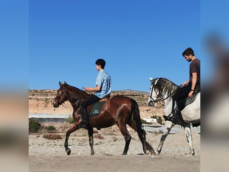 Andaluces Caballo castrado 4 años 155 cm Castaño in Adra Almeria