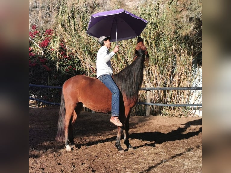 Andaluces Caballo castrado 4 años 155 cm Castaño in Adra Almeria