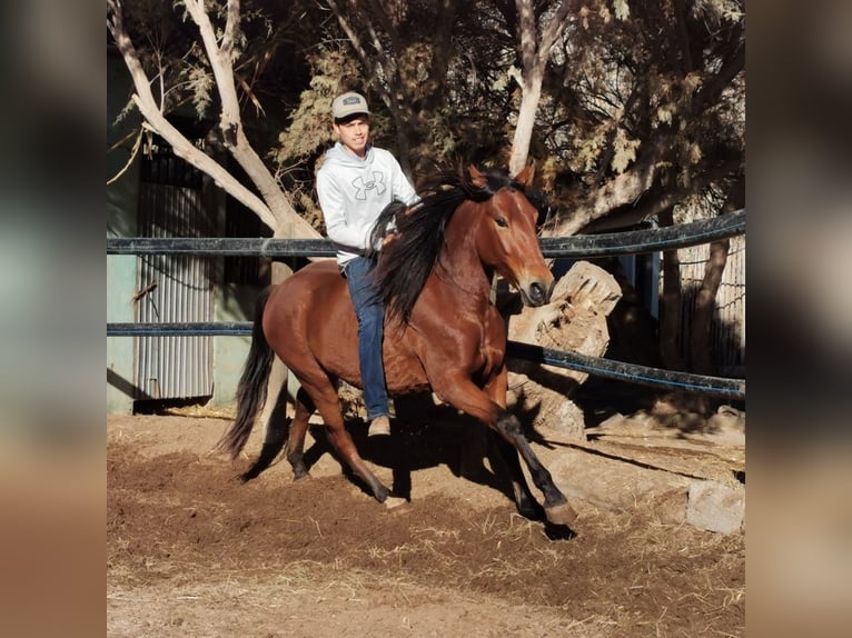 Andaluces Caballo castrado 4 años 155 cm Castaño in Adra Almeria