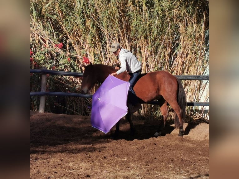 Andaluces Caballo castrado 4 años 155 cm Castaño in Adra Almeria