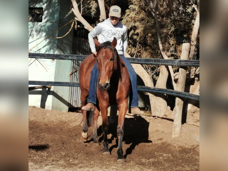 Andaluces Caballo castrado 4 años 155 cm Castaño in Adra Almeria