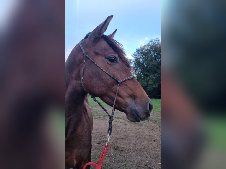 Andaluces Caballo castrado 4 años 155 cm Castaño oscuro in Solorzano