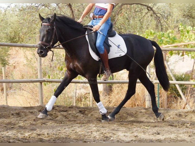 Andaluces Caballo castrado 4 años 155 cm Negro in Provinz Malaga