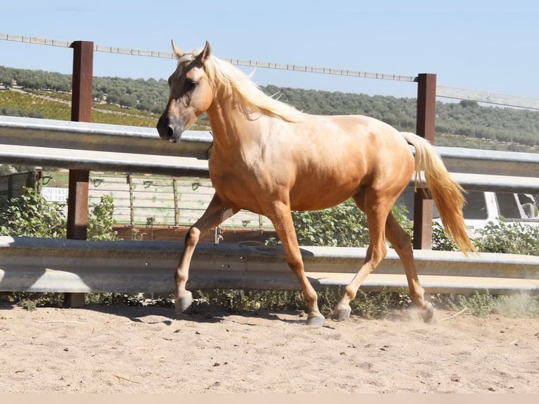 Andaluces Caballo castrado 4 años 155 cm Palomino in Provinz Cordoba