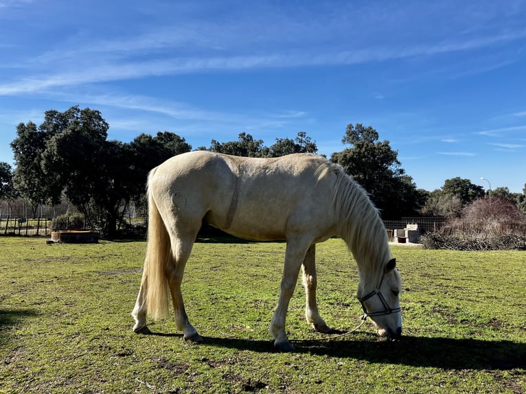 Andaluces Mestizo Caballo castrado 4 años 155 cm Palomino in Los Angeles De San Rafael