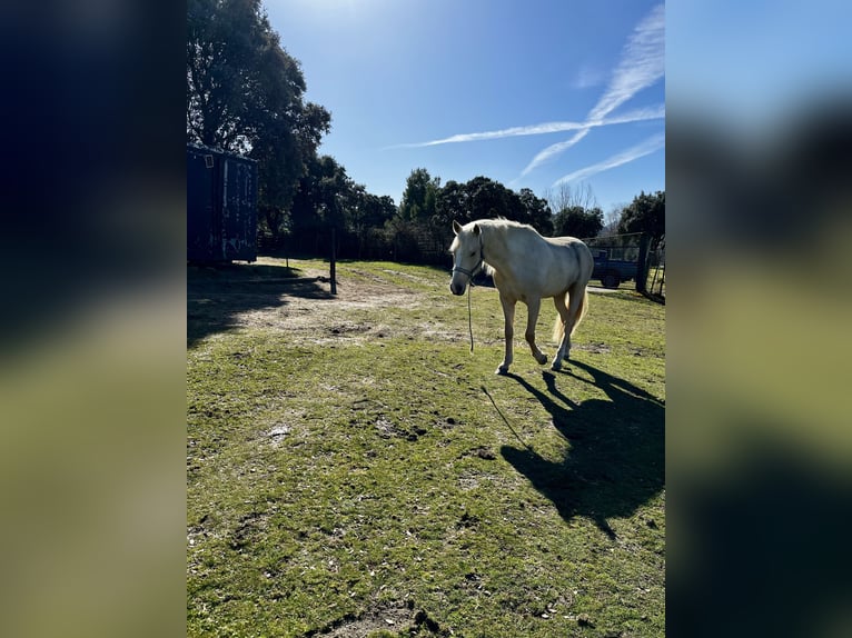 Andaluces Mestizo Caballo castrado 4 años 155 cm Palomino in Los Angeles De San Rafael