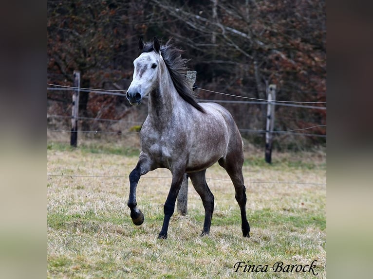 Andaluces Caballo castrado 4 años 155 cm Tordo in Wiebelsheim