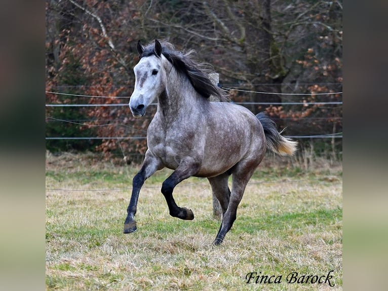 Andaluces Caballo castrado 4 años 155 cm Tordo in Wiebelsheim