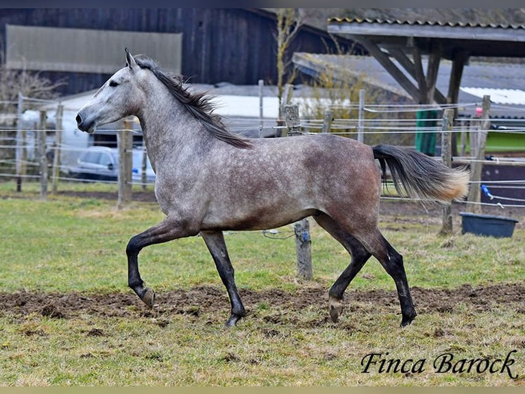 Andaluces Caballo castrado 4 años 155 cm Tordo in Wiebelsheim