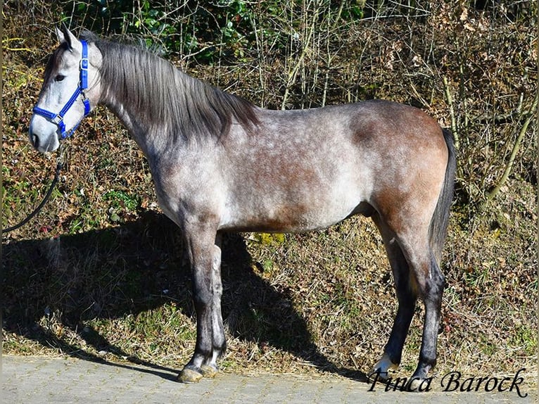 Andaluces Caballo castrado 4 años 155 cm Tordo in Wiebelsheim