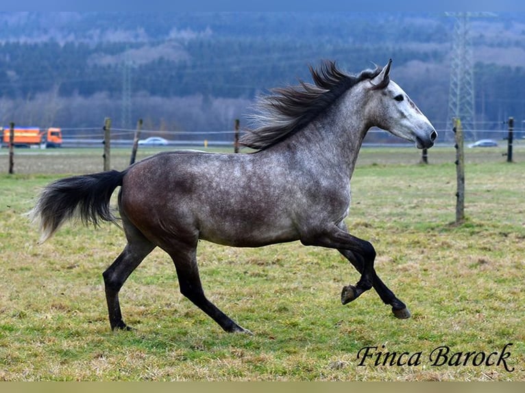 Andaluces Caballo castrado 4 años 155 cm Tordo in Wiebelsheim