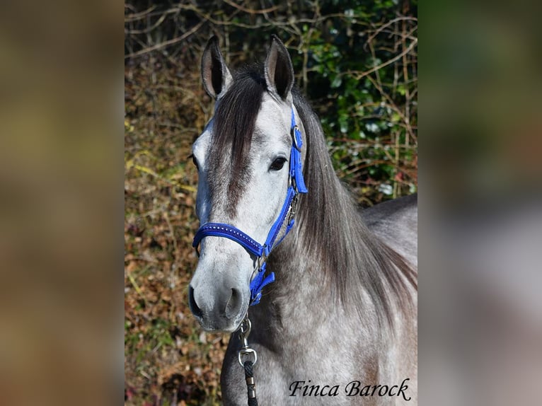 Andaluces Caballo castrado 4 años 155 cm Tordo in Wiebelsheim