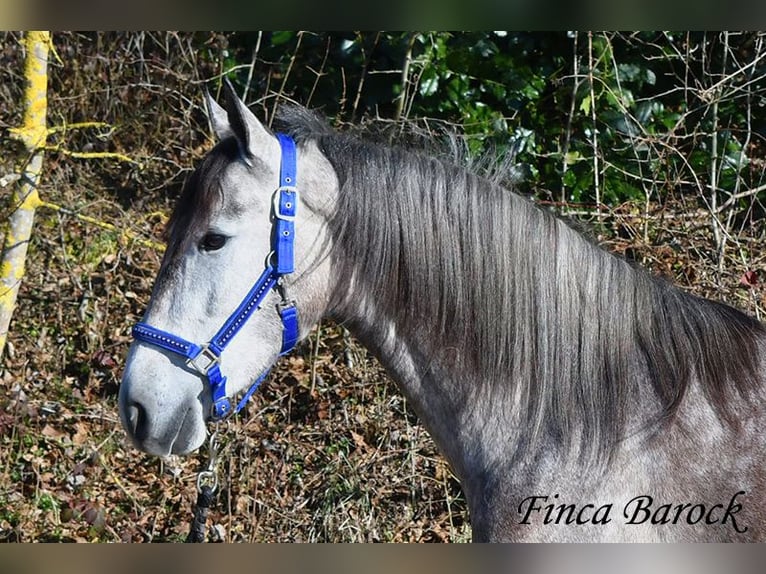 Andaluces Caballo castrado 4 años 155 cm Tordo in Wiebelsheim