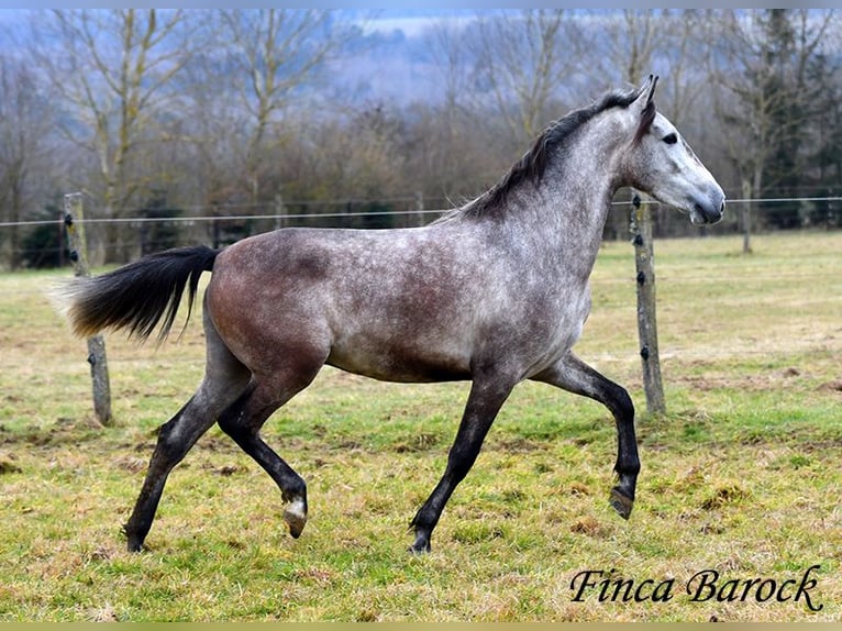 Andaluces Caballo castrado 4 años 155 cm Tordo in Wiebelsheim