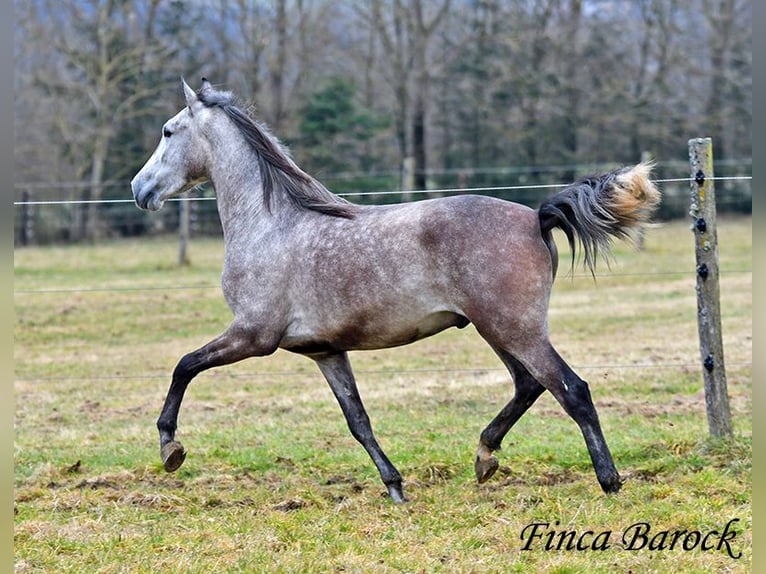 Andaluces Caballo castrado 4 años 155 cm Tordo in Wiebelsheim