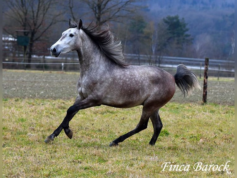 Andaluces Caballo castrado 4 años 155 cm Tordo in Wiebelsheim