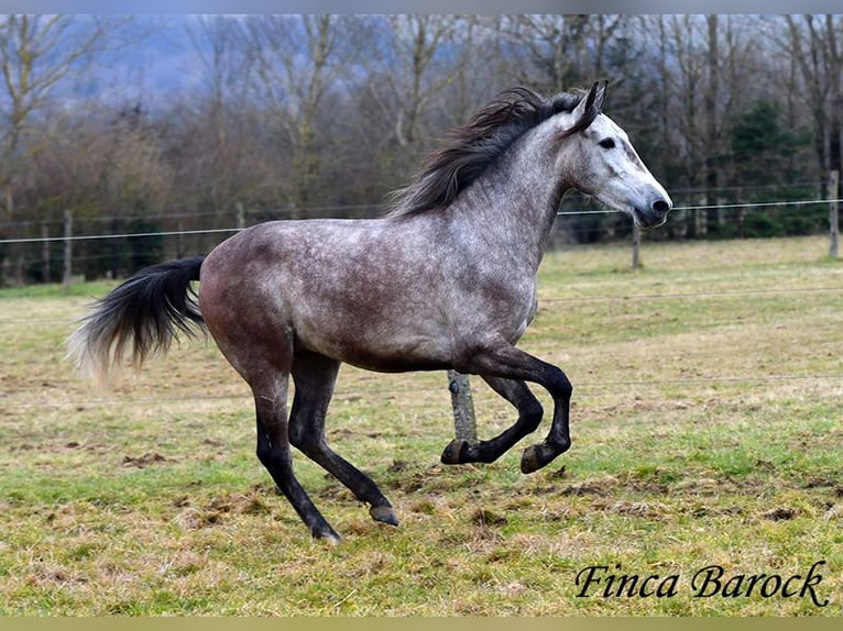 Andaluces Caballo castrado 4 años 155 cm Tordo in Wiebelsheim