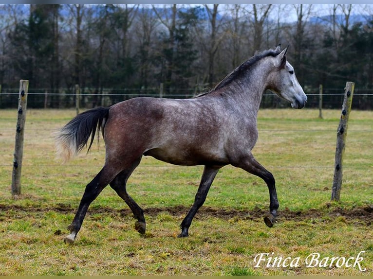 Andaluces Caballo castrado 4 años 155 cm Tordo in Wiebelsheim