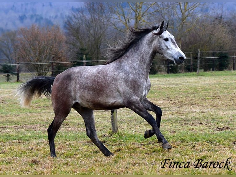 Andaluces Caballo castrado 4 años 155 cm Tordo in Wiebelsheim