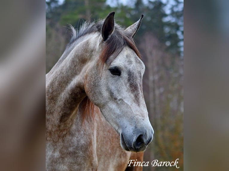 Andaluces Caballo castrado 4 años 155 cm Tordo in Wiebelsheim