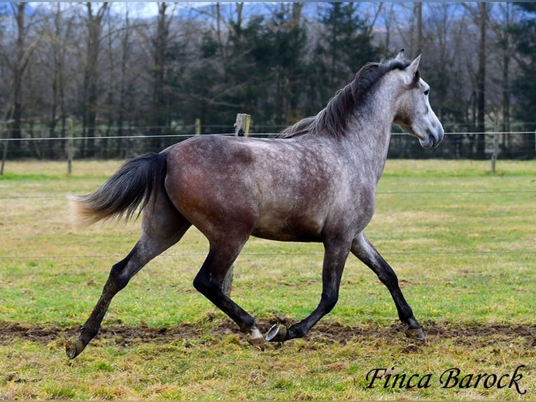 Andaluces Caballo castrado 4 años 155 cm Tordo in Wiebelsheim