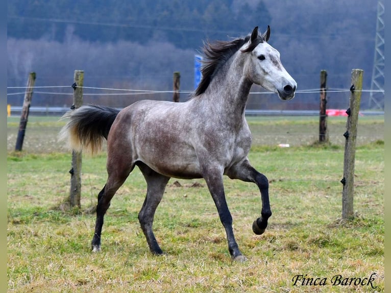 Andaluces Caballo castrado 4 años 155 cm Tordo in Wiebelsheim