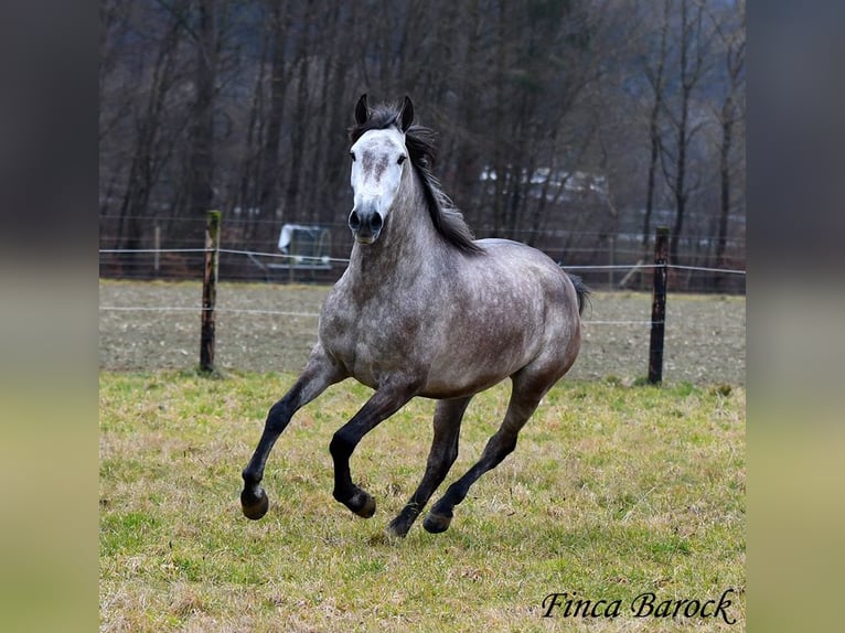 Andaluces Caballo castrado 4 años 155 cm Tordo in Wiebelsheim