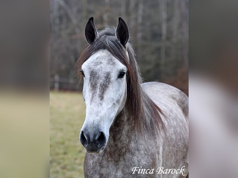 Andaluces Caballo castrado 4 años 155 cm Tordo in Wiebelsheim