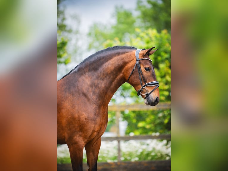 Andaluces Caballo castrado 4 años 156 cm Castaño in Sm