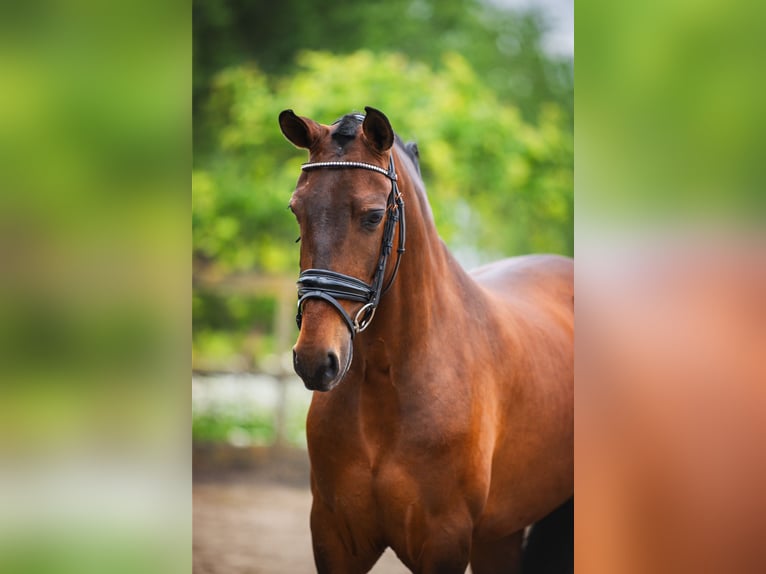 Andaluces Caballo castrado 4 años 156 cm Castaño in Sm