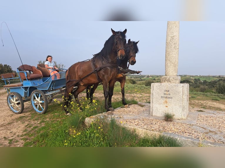 Andaluces Caballo castrado 4 años 156 cm Castaño in Sm