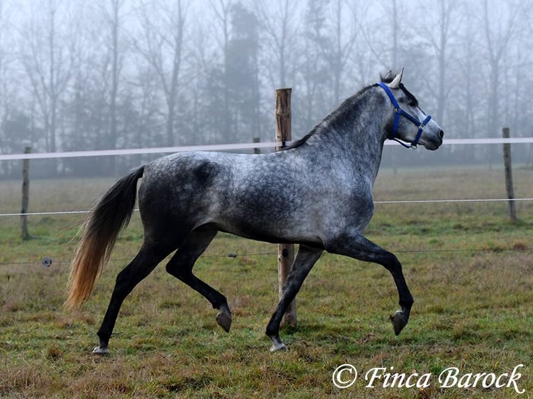 Andaluces Caballo castrado 4 años 156 cm Tordo in Wiebelsheim