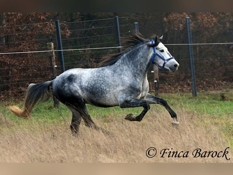 Andaluces Caballo castrado 4 años 156 cm Tordo in Wiebelsheim