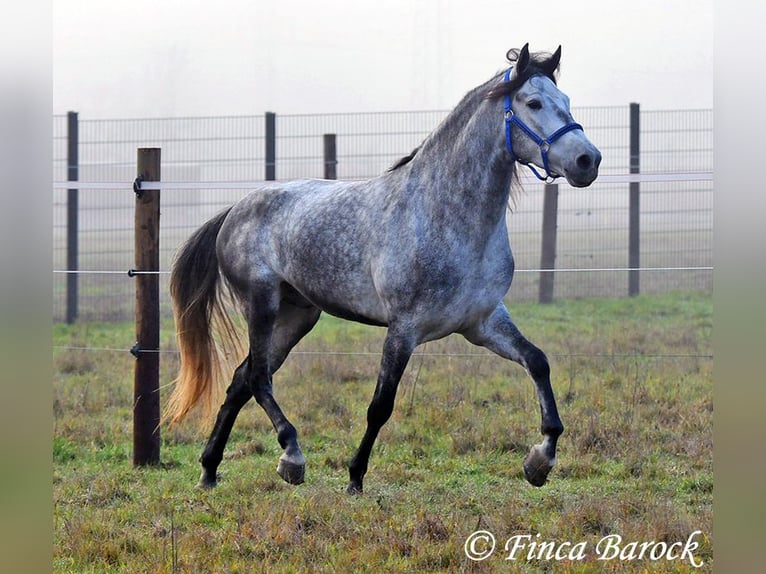 Andaluces Caballo castrado 4 años 156 cm Tordo in Wiebelsheim
