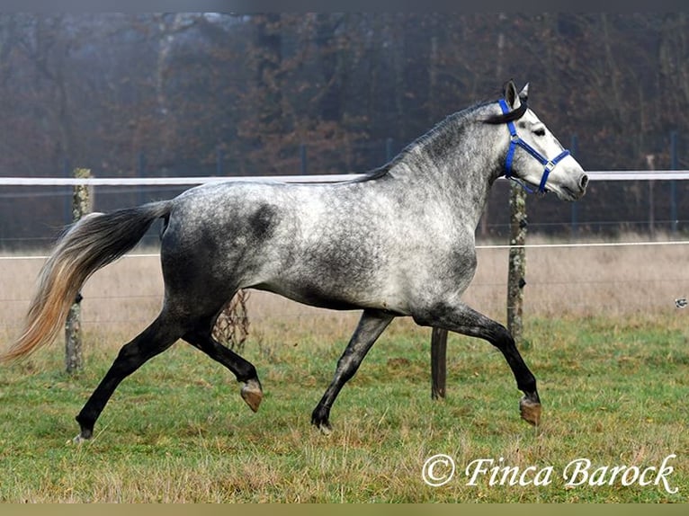 Andaluces Caballo castrado 4 años 156 cm Tordo in Wiebelsheim
