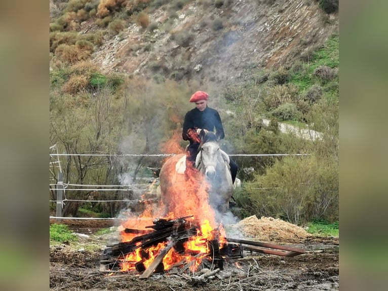 Andaluces Caballo castrado 4 años 156 cm Tordo in Adra Almería