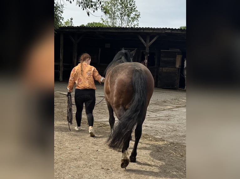 Andaluces Caballo castrado 4 años 157 cm Castaño oscuro in Bergkirchen