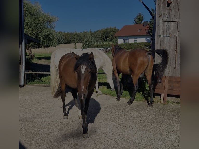 Andaluces Caballo castrado 4 años 157 cm Castaño oscuro in Bergkirchen
