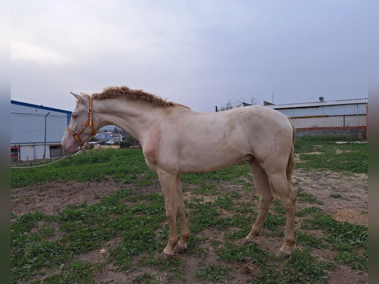 Andaluces Caballo castrado 4 años 157 cm Cremello in Granada