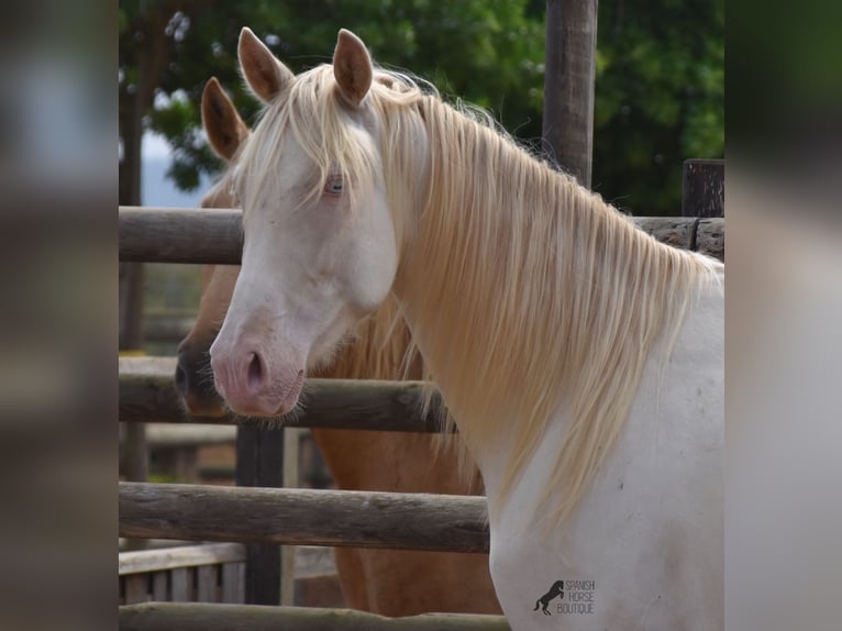 Andaluces Caballo castrado 4 años 157 cm Cremello in Mallorca