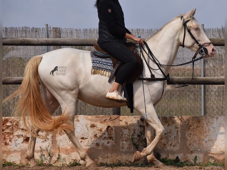 Andaluces Caballo castrado 4 años 157 cm Cremello in Mallorca