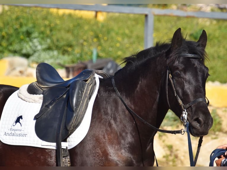 Andaluces Caballo castrado 4 años 157 cm Negro in Provinz Malaga