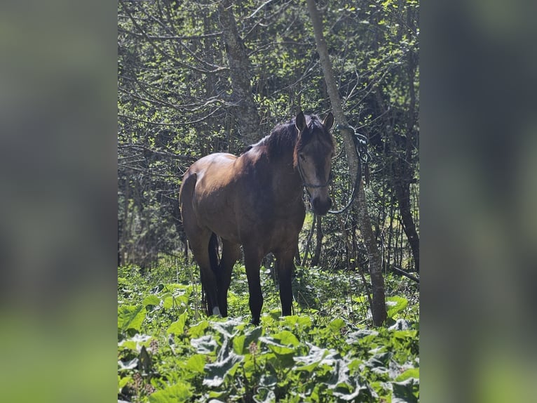 Andaluces Caballo castrado 4 años 158 cm Bayo in Schwaigen