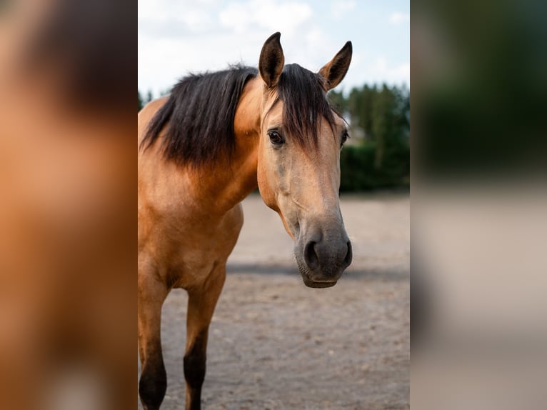 Andaluces Caballo castrado 4 años 158 cm Buckskin/Bayo in Grabenstätt