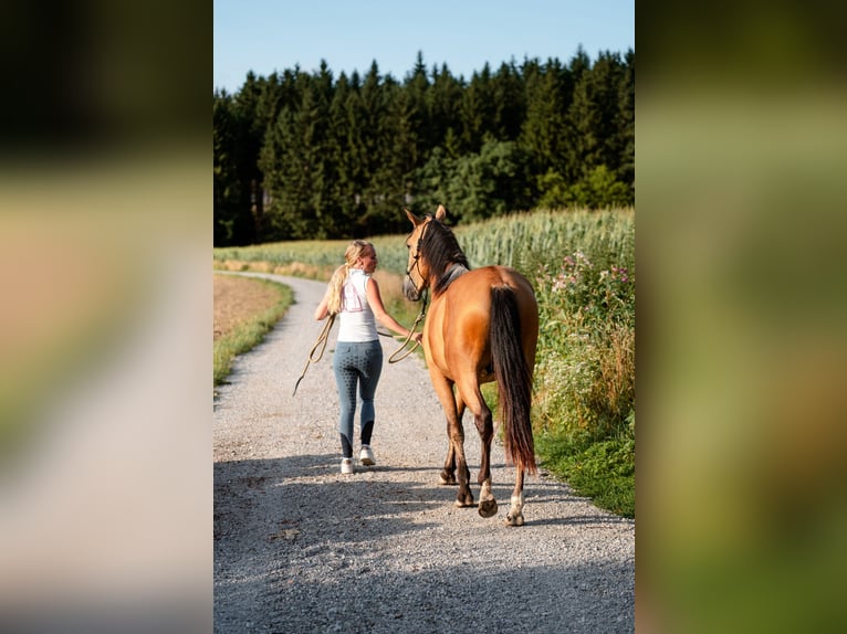 Andaluces Caballo castrado 4 años 158 cm Buckskin/Bayo in Grabenstätt