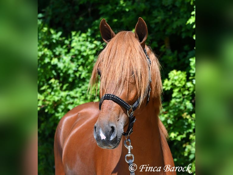 Andaluces Caballo castrado 4 años 158 cm in Wiebelsheim