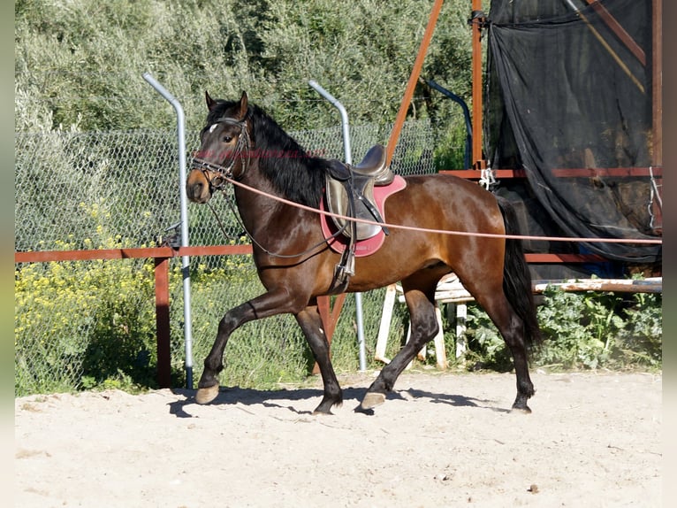 Andaluces Caballo castrado 4 años 158 cm Castaño in Pruna