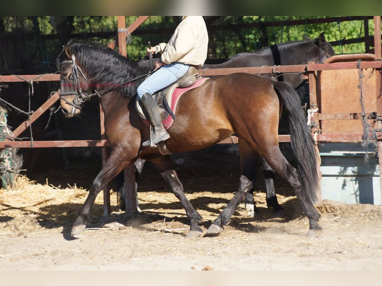 Andaluces Caballo castrado 4 años 158 cm Castaño in Pruna