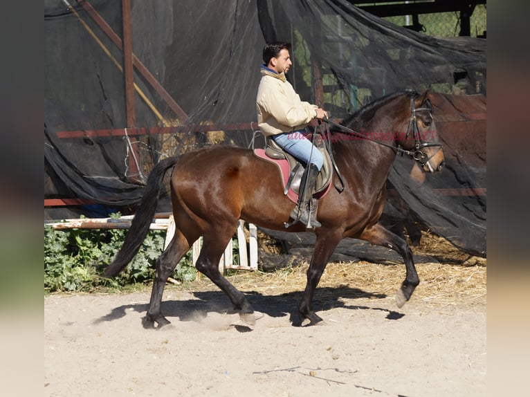 Andaluces Caballo castrado 4 años 158 cm Castaño in Pruna